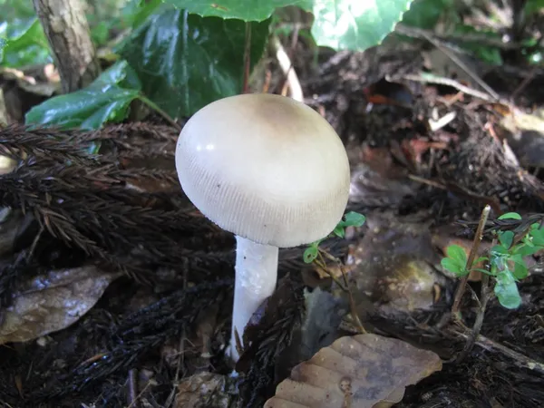 ドクツルタケ