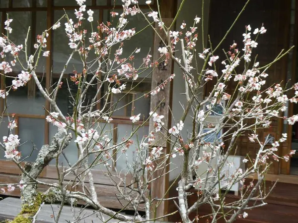 白梅