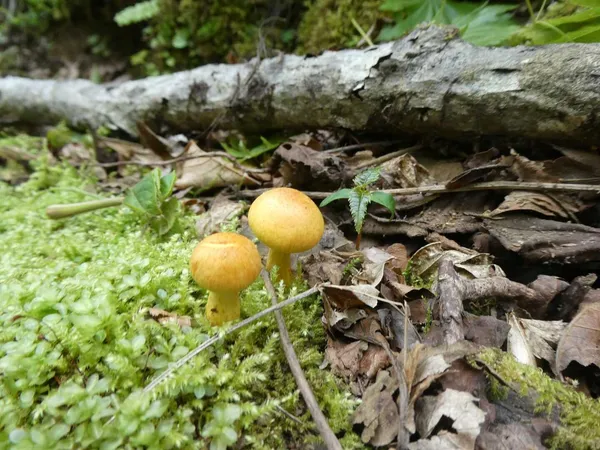 コガネタケ
