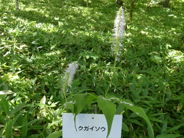 クガイソウ