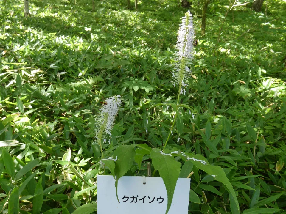 クガイソウ