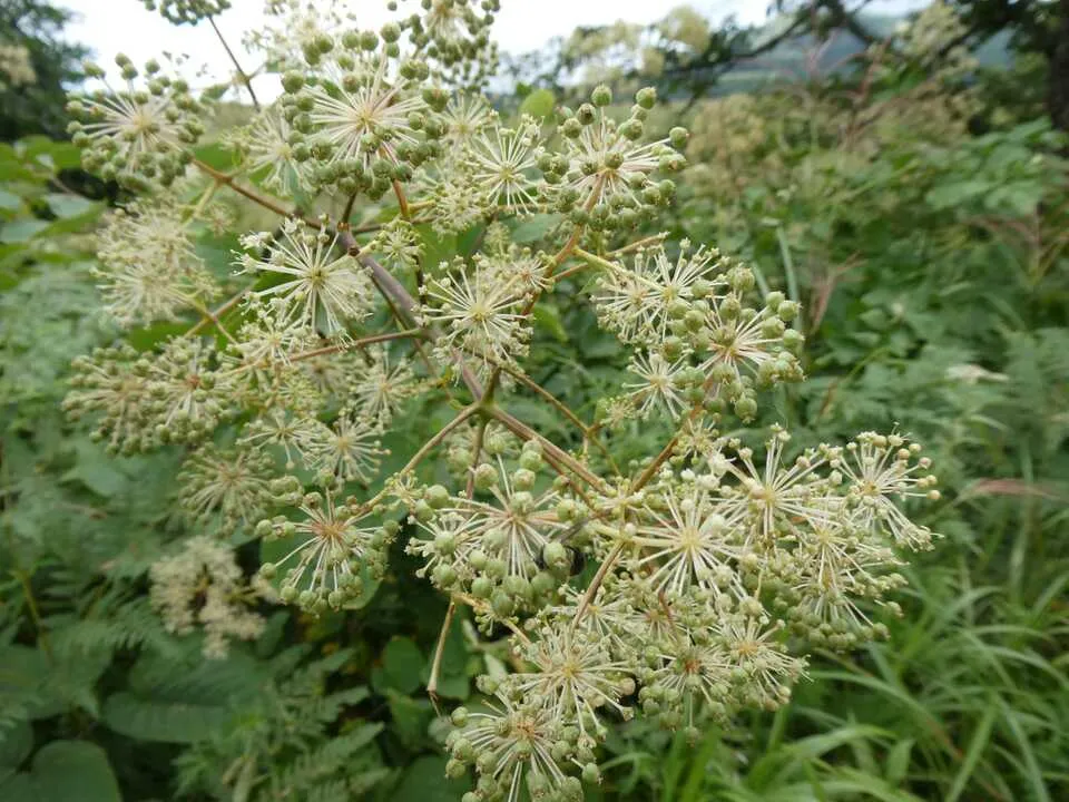 シシウド