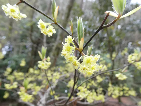 クロモジの花