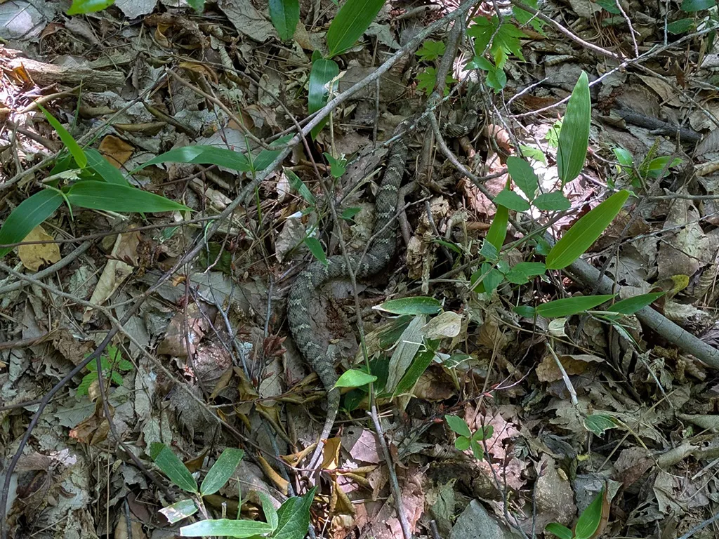 ヤマカガシ