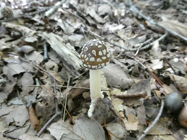 テングダケ