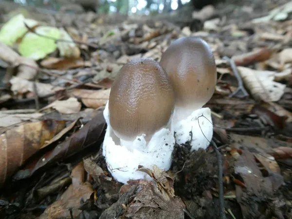タマゴテングタケモドキ